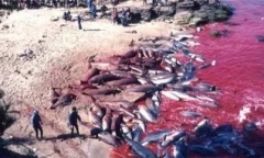 Nhật Bản: Hé lộ sự thật cảnh tàn sát cá heo khủng khiếp đang bị lên án mạnh mẽ