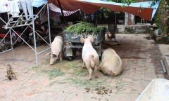 Vỡ đê ở Chương Mỹ: Người dân nuôi lợn trong nhà