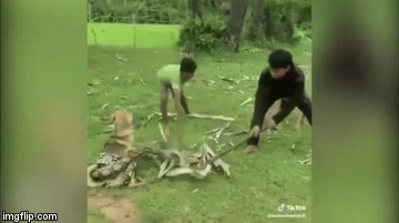 Video: Nghẹt thở xem 3 bé trai hợp sức cứu chó nhà bị trăn khủng siết chặt