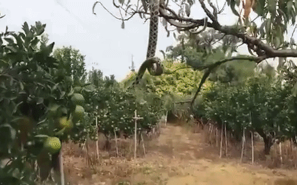 Video: Đang treo mình trên cây, rắn độc bị đàn chó kéo xuống cắn lìa đầu
