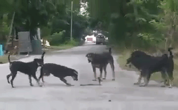 Video: Rắn hổ mang bị 5 chú chó mực tấn công, cắn xé