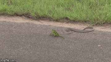 Video: Rắn độc Mamba tung chưởng tiêm nọc độc vào tắc kè hoa
