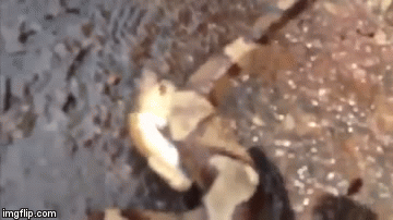 Video: Bị đứt lìa đầu rắn độc vẫn tự cắn vào cơ thể mình