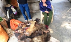 Bắt quả tang người phụ nữ đưa 7 con khỉ đã chết đi tiêu thụ