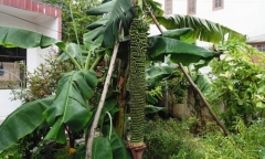 Chiêm ngưỡng những buồng chuối khủng 