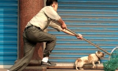Trộm chó bị người dân truy đuổi, tóm gọn trên quốc lộ 1A