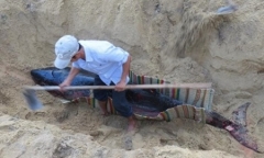 Mai táng cá heo hơn 300kg dạt vào bờ biển Quảng Ngãi
