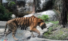 Khu du lịch Đại Nam đìu hiu mở cửa đầu năm