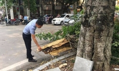 Hà Nội: Cây xanh bất ngờ đổ gục, hàng chục người đứng chờ đèn đỏ thoát nạn