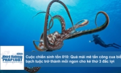 Cuộc chiến sinh tồn: Mải mê tấn công cua biển, bạch tuộc thành mồi ngon cho kẻ thứ 3