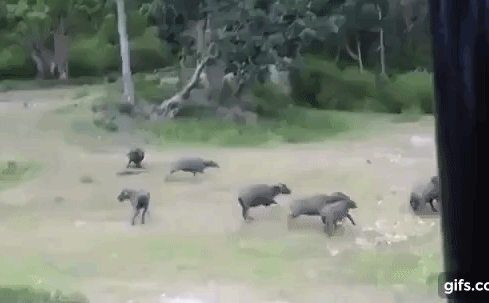 Video: Cái kết thảm cho mãnh hổ tấn công đàn trâu rừng