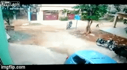 Video: Bò