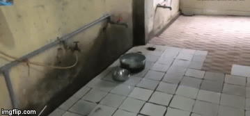 Bộ Y tế đề nghị tỉnh Bắc Ninh dừng việc lấy máu xét nghiệm sán lợn cho trẻ