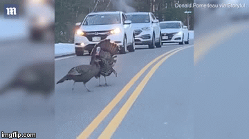 Video: Gà tây xù lông, chặn dòng xe ô tô cho cả đàn xếp hàng qua đường 