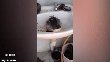 Video: Ghê sợ cảnh cá sấu bị chặt đầu vẫn há miệng đớp