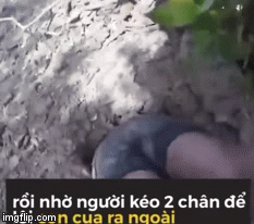 Video: Người đàn ông dùng tay đào hang, chui nửa thân vào bắt cua khổng lồ ở Australia