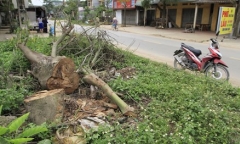 Huyện Thạch Thất chặt gần 500 cây xanh trong đợt ra quân