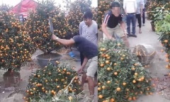 Chiều 29 Tết, người dân tự tay chặt phá đào, quất vì bị ép giá quá rẻ