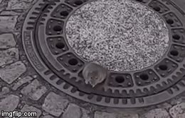 Video: 7 nhân viên cứu hộ xúm lại giải cứu một chú chuột béo bị mắc kẹt ở nắp cống