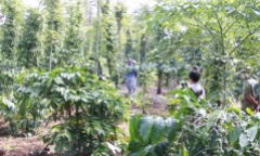 Hoảng hốt phát hiện thi thể người đàn ông đang phân hủy trong rẫy cà phê