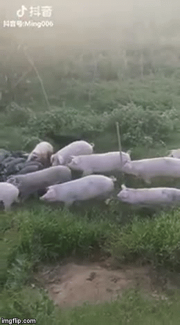 Video: Dám bắt cóc lợn con, thanh niên bị cả bầy heo bao vây tấn công