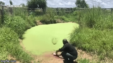 Video: Giật bắn mình chứng kiến cá sấu đói phi thân lên bờ đớp mồi