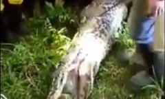 Trăn khủng nuốt chửng người đàn ông ở Indonesia