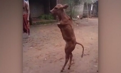 Video: Bê 2 chân đi thẳng như người