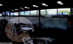 Chàng trai đối mặt với án tù vì tội đánh... bò