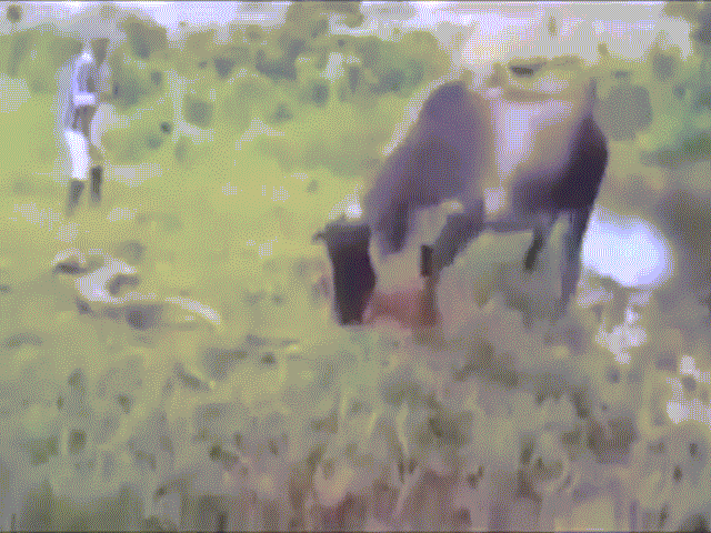 Video: Trăn khổng lồ siết chết bê con, bò mẹ điên cuồng dẫm đạp trả thù