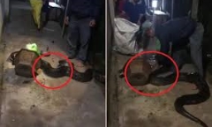 Video: Tóm gọn trăn khủng bò vào nhà dân lúc nửa đêm tại Bình Dương