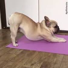 Video: Phì cười với chú chó tập Yoga để rèn luyện sức khỏe 