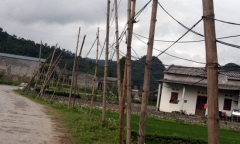 Người dân dùng cọc tre dẫn điện về nhà 
