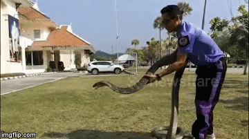 Video: Lính cứu hỏa tay không bắt rắn hổ mang chúa khủng sau 20 phút 
