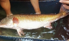 Cá sủ vàng 