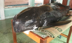 Cá voi nặng 300 kg trôi dạt vào bờ biển Quảng Ngãi