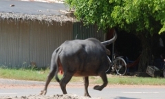 Trâu 