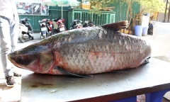 Bắt được cá trắm