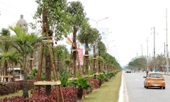 Hải Phòng trồng 1045 cây Long Não trên đường hoa phượng dài nhất Việt Nam