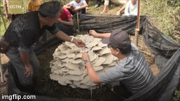 Video: Cận cảnh cây nấm khổng lồ có đường kính 150 cm