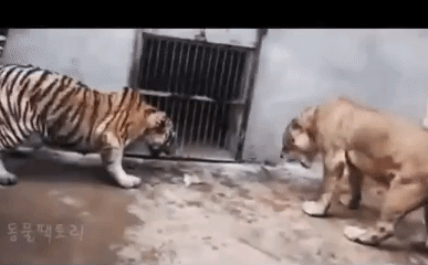 Video: Những trận giao chiến kinh hoàng giữa sư tử và hổ khi bị nhốt chung chuồng