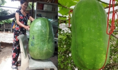 Cộng đồng mạng sửng sốt trước quả bí 
