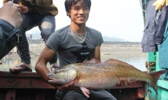 Chủ nhân cá nghi 