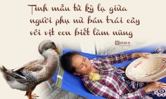Tình “mẫu tử” kỳ lạ giữa người phụ nữ bán trái cây và chú vịt biết làm nũng
