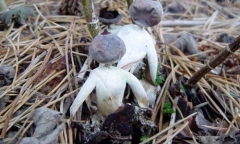 Những loại nấm mang tên kì lạ nhưng có điểm chung gây chết người nếu ăn lầm