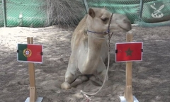 Video: Lạc đà “tiên tri” Bồ Đào Nha thất bại trước Morocco