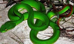 Hoảng hốt phát hiện 2 con rắn lục đuôi đỏ bò vào nhà