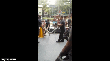 Video: Trăn khổng lồ vật người ra giữa phố Singapore