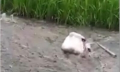 Video: Thiên nga tuyệt vọng cứu bạn đang vùng vẫy trong đầm lầy