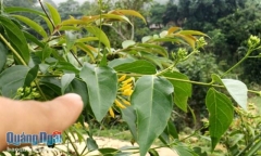 Bị phát hiện tâm sự trong rừng, đôi nam nữ ăn lá ngón tự tử